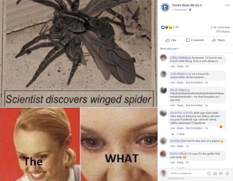 Winged spider ‘discovery’ claim doesn’t fly – Australian Associated Press