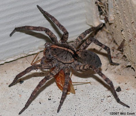 Spiders the size of your hand that can fly for miles? They're coming,  researchers say 