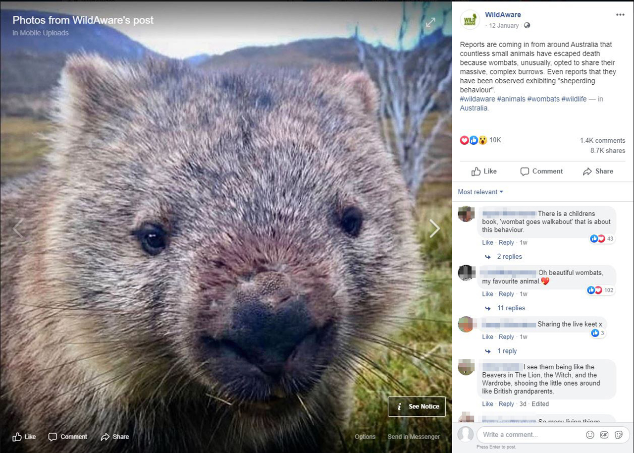 Wombats Facebook post