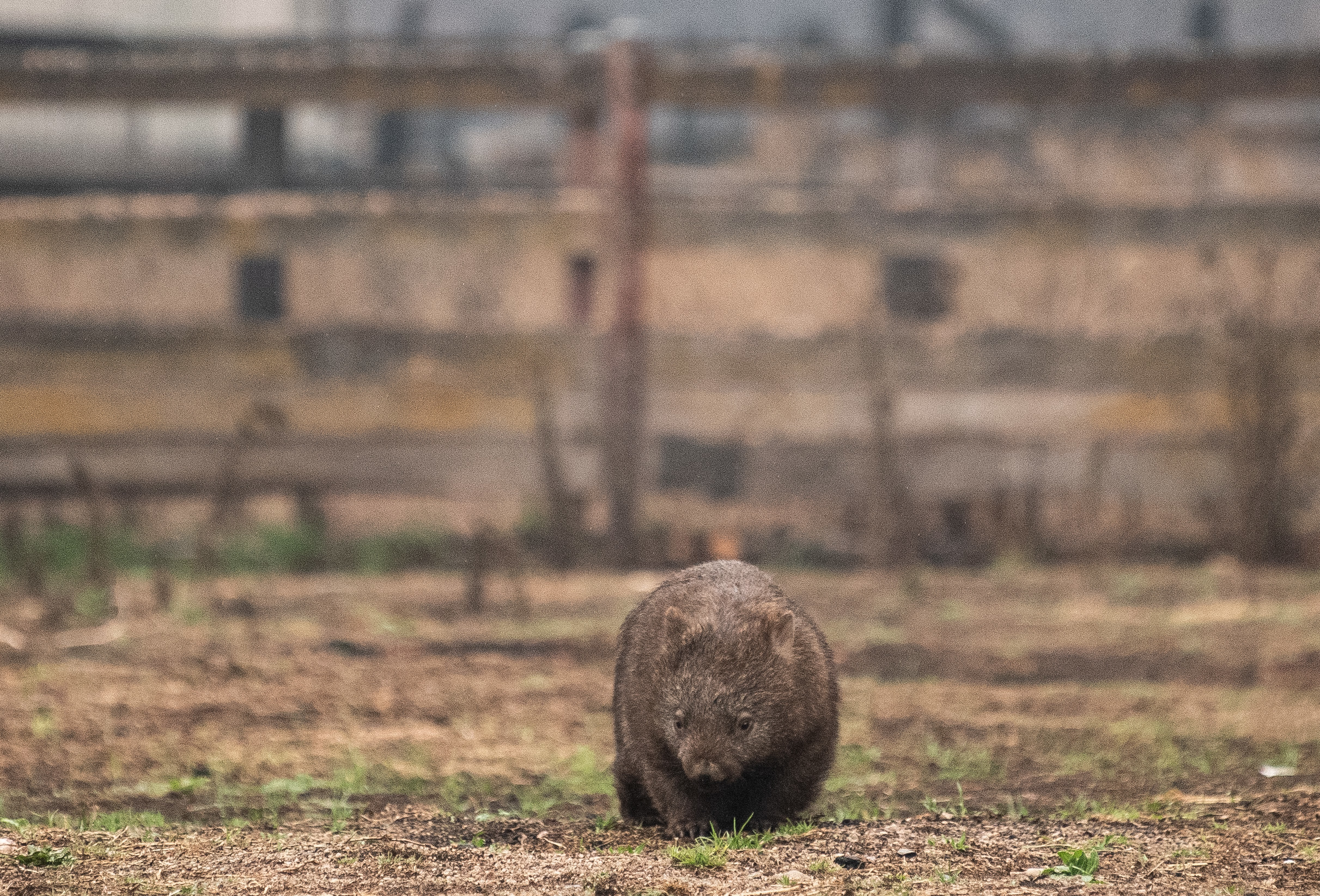 Wombat