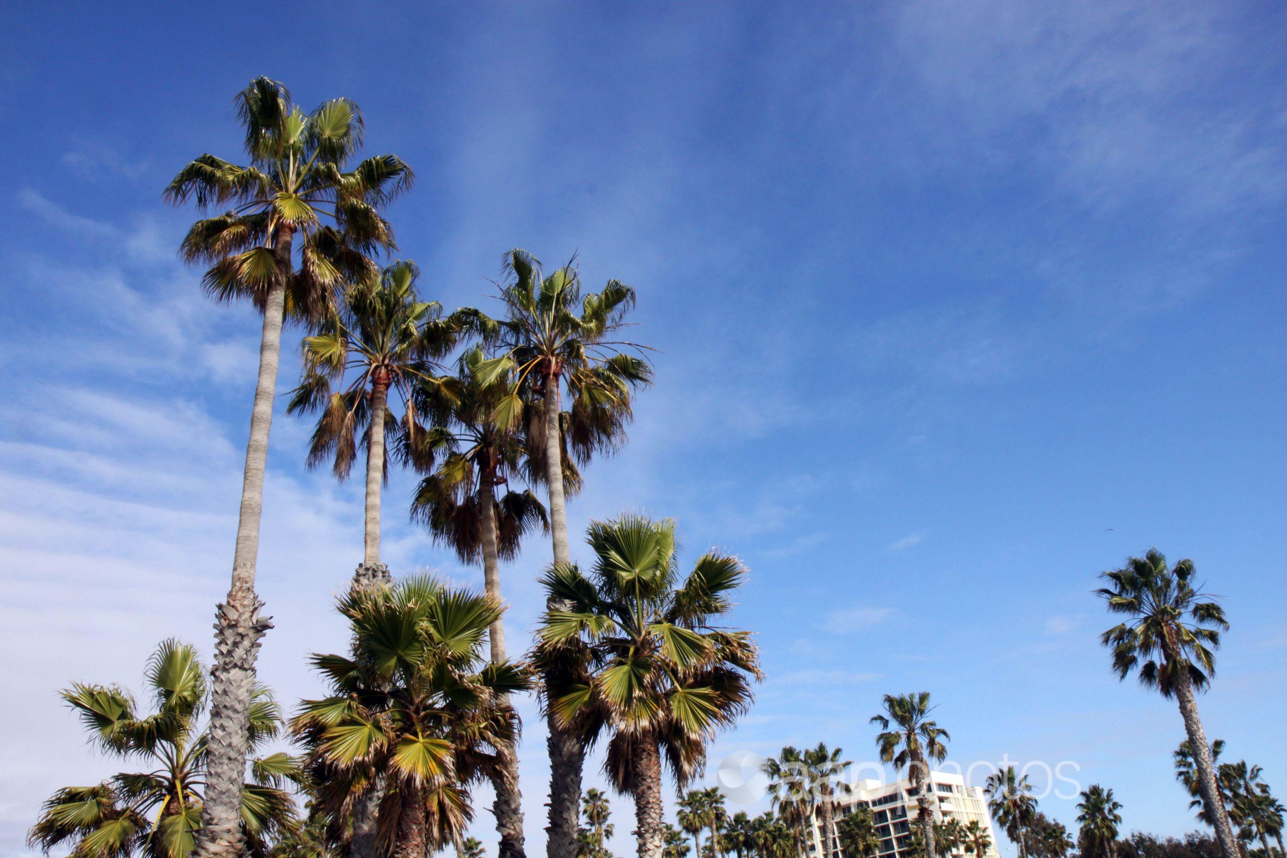 Palm trees along the Santa Monica Boulevard, Santa Monica, USA.