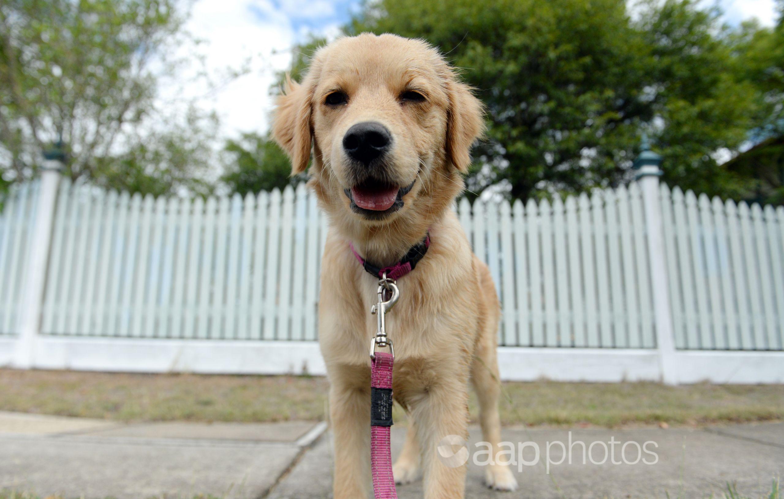 A golden retriever puppy dog on a leash.