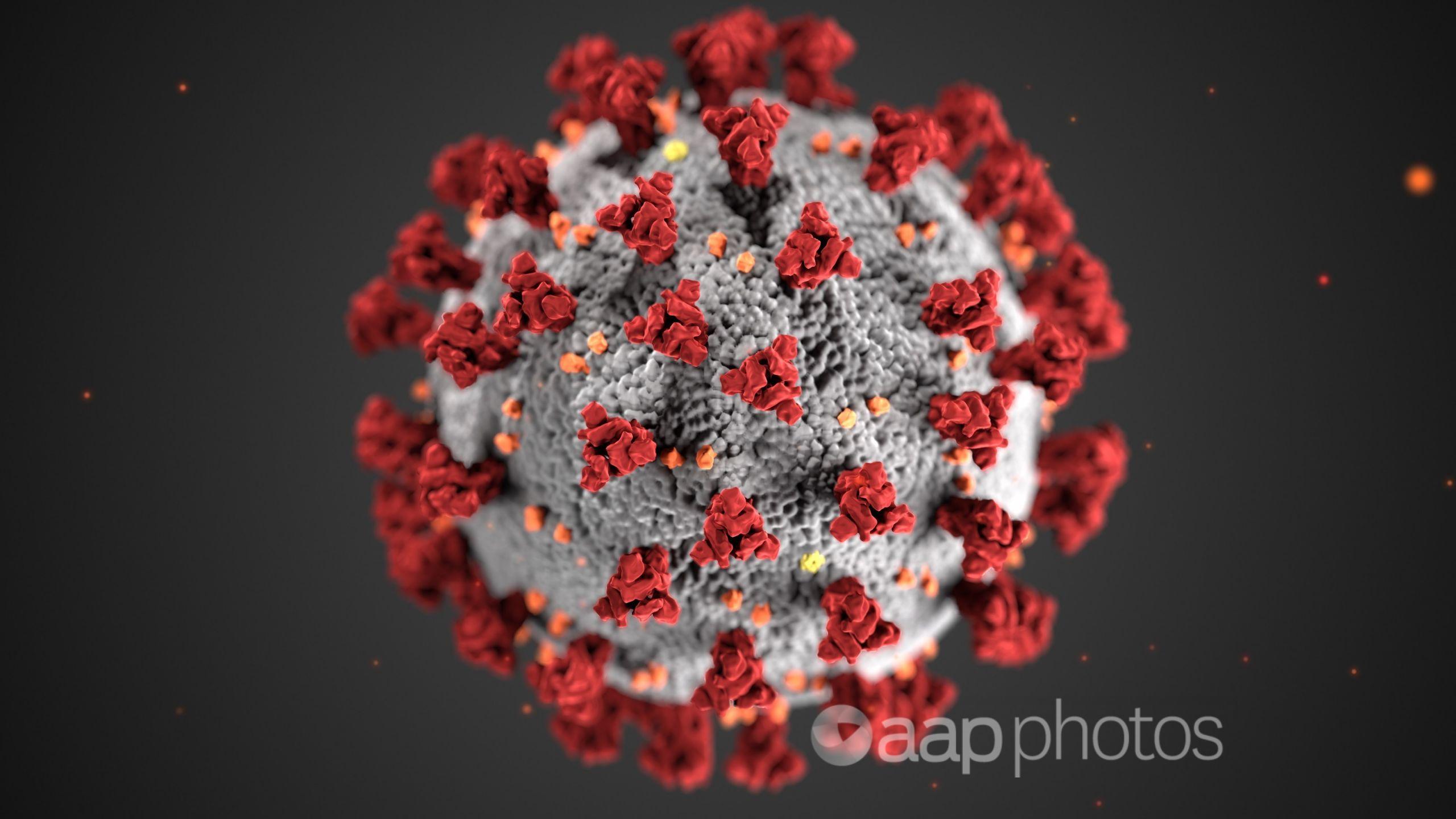 An illustration shows 'ultrastructural morphology' of coronaviruses.
