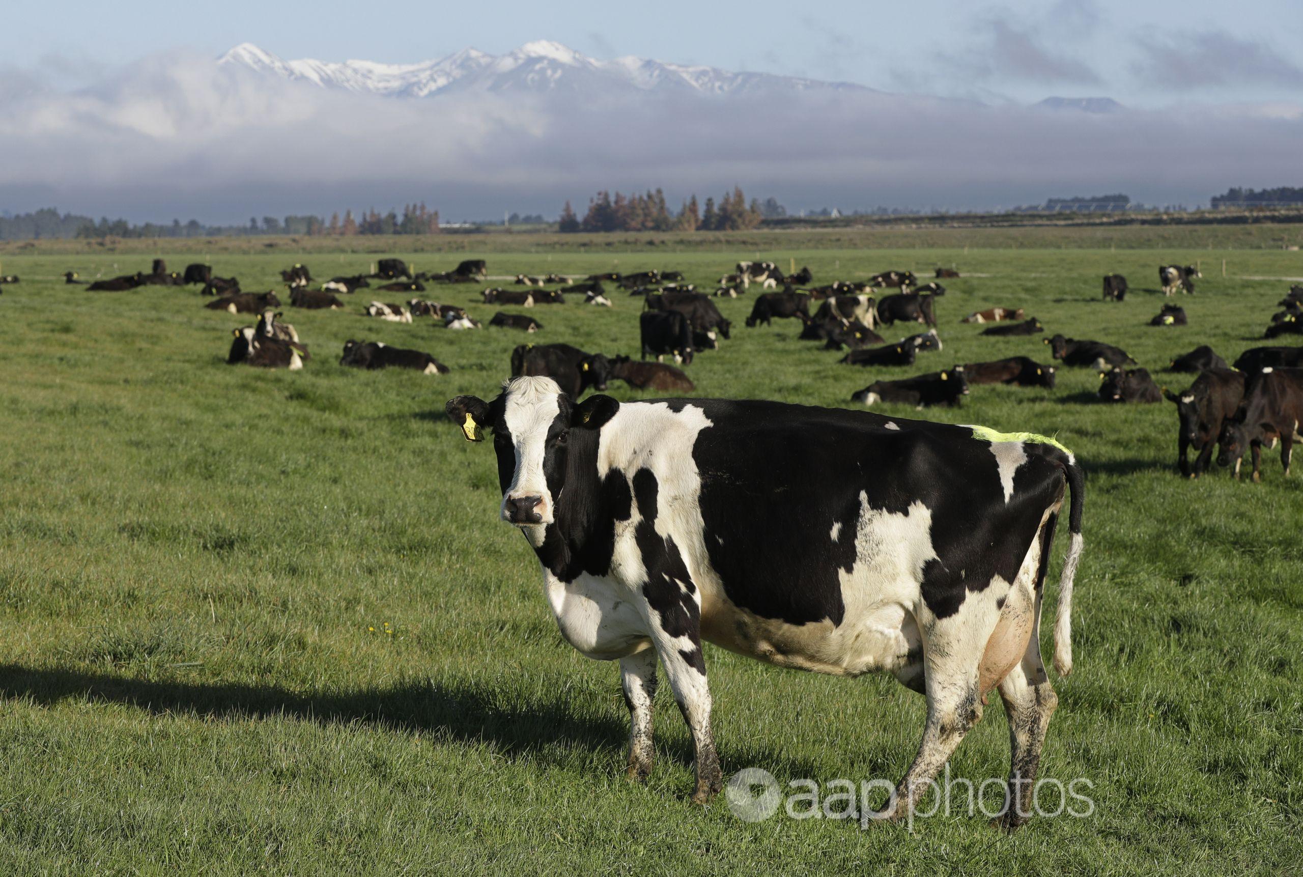 Dairy cows graze on a farm near Oxford, New Zealand