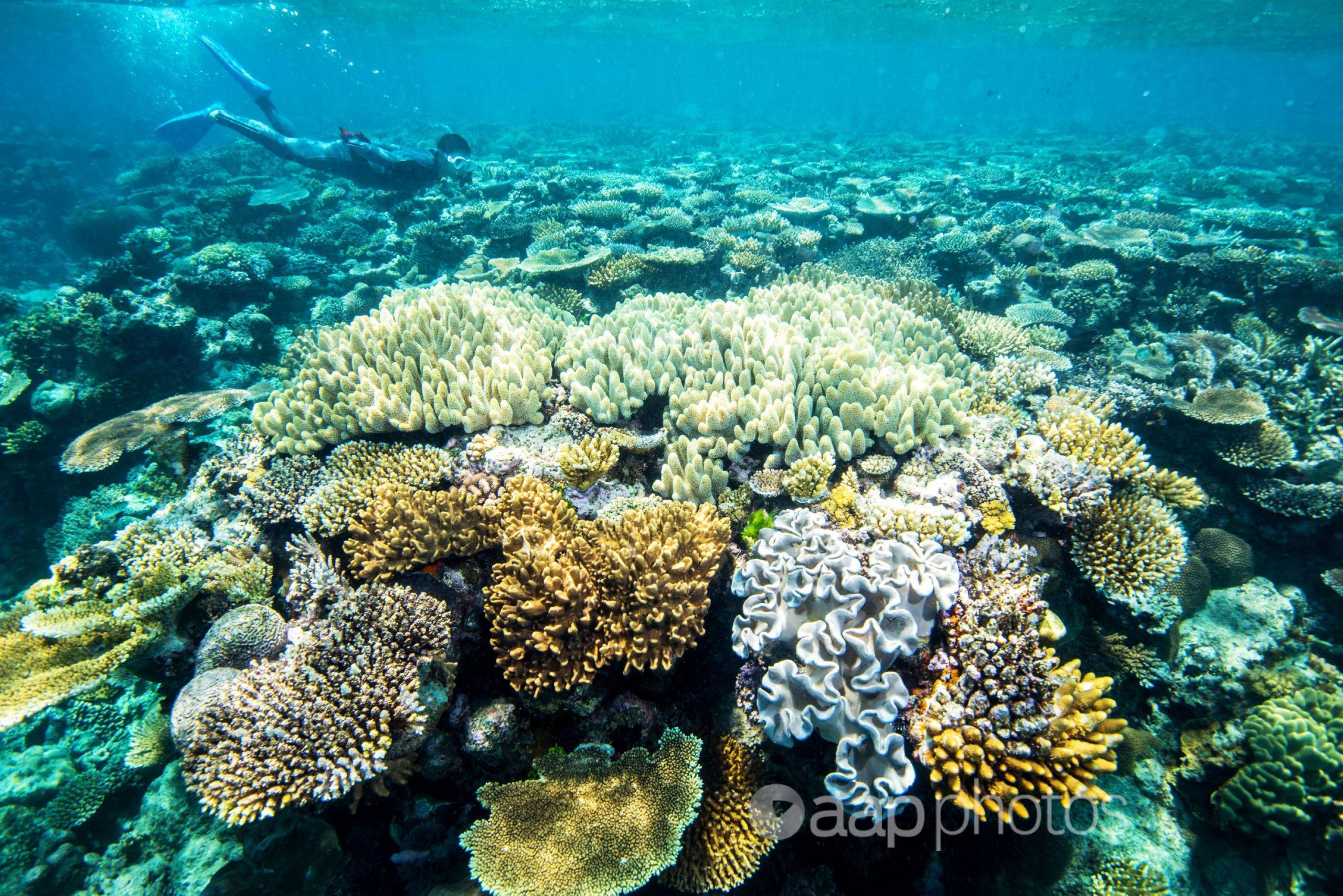 Great Barrier Reef underwater