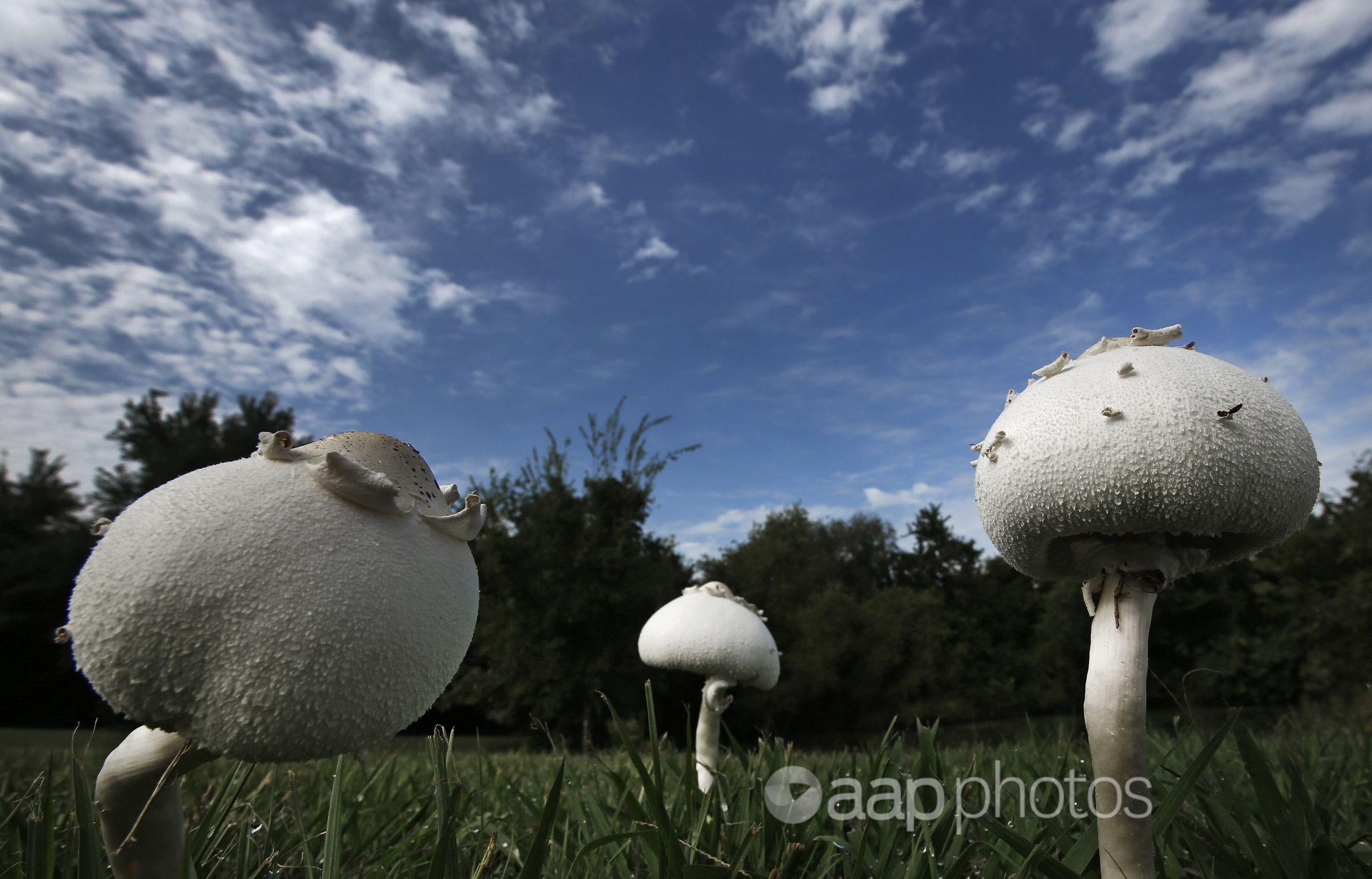There's nothing magical about fake monster mushroom pic