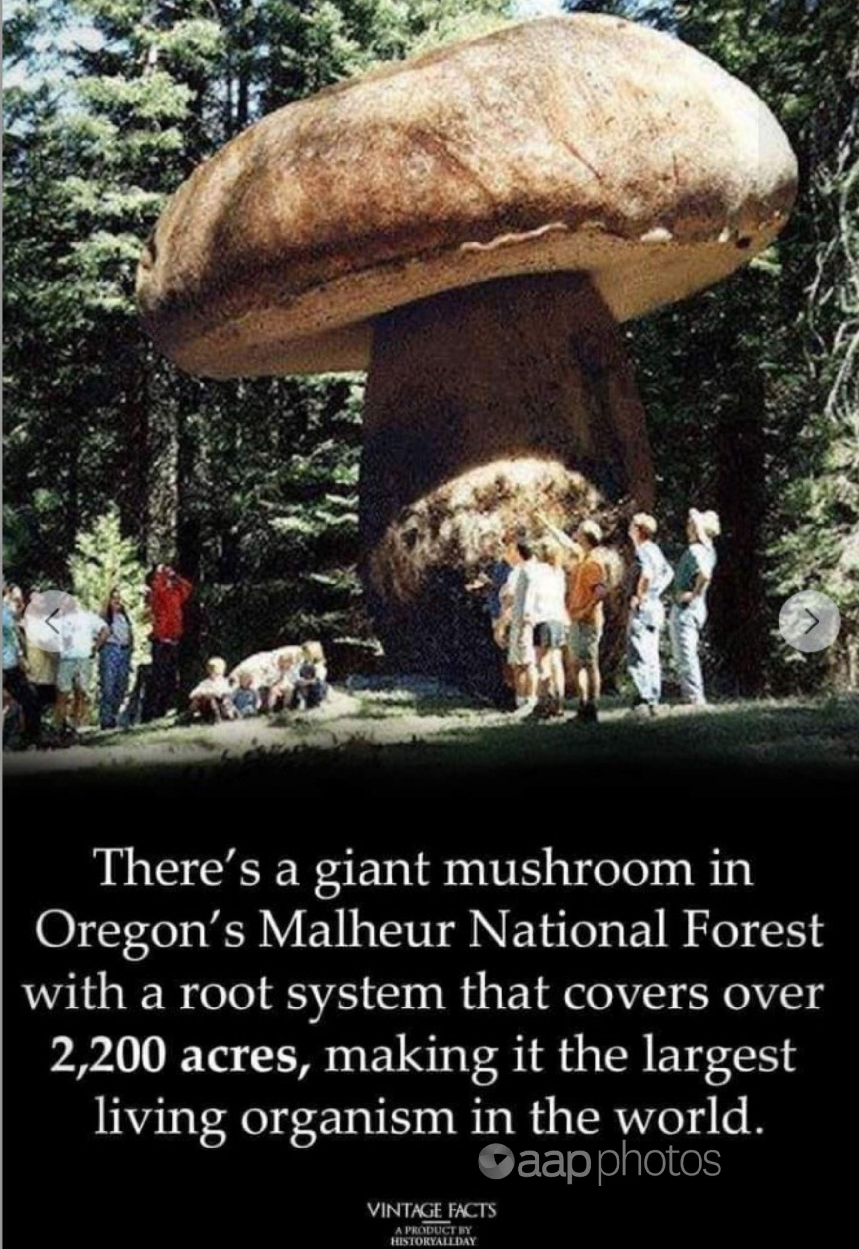 Largest Fungus In The World largest-fungus-in-the-world