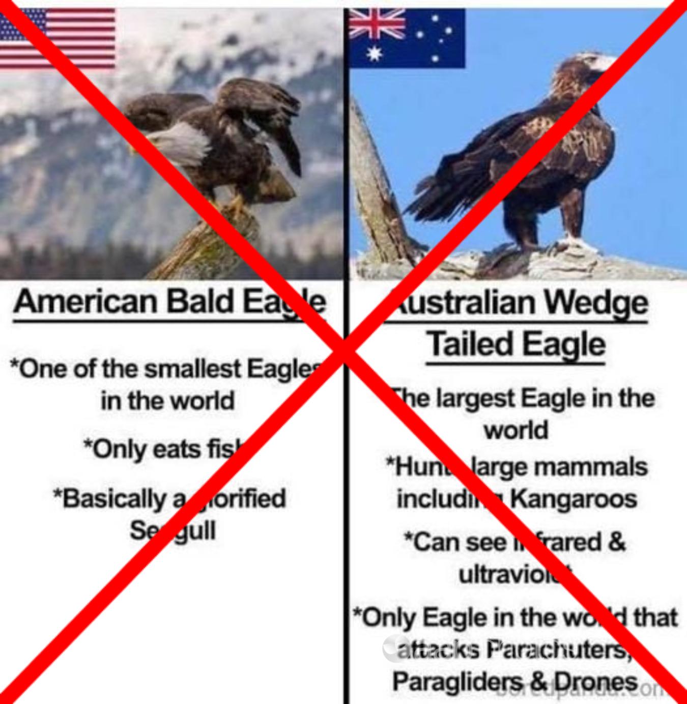 eagle comparison doesn't fly - Associated Press