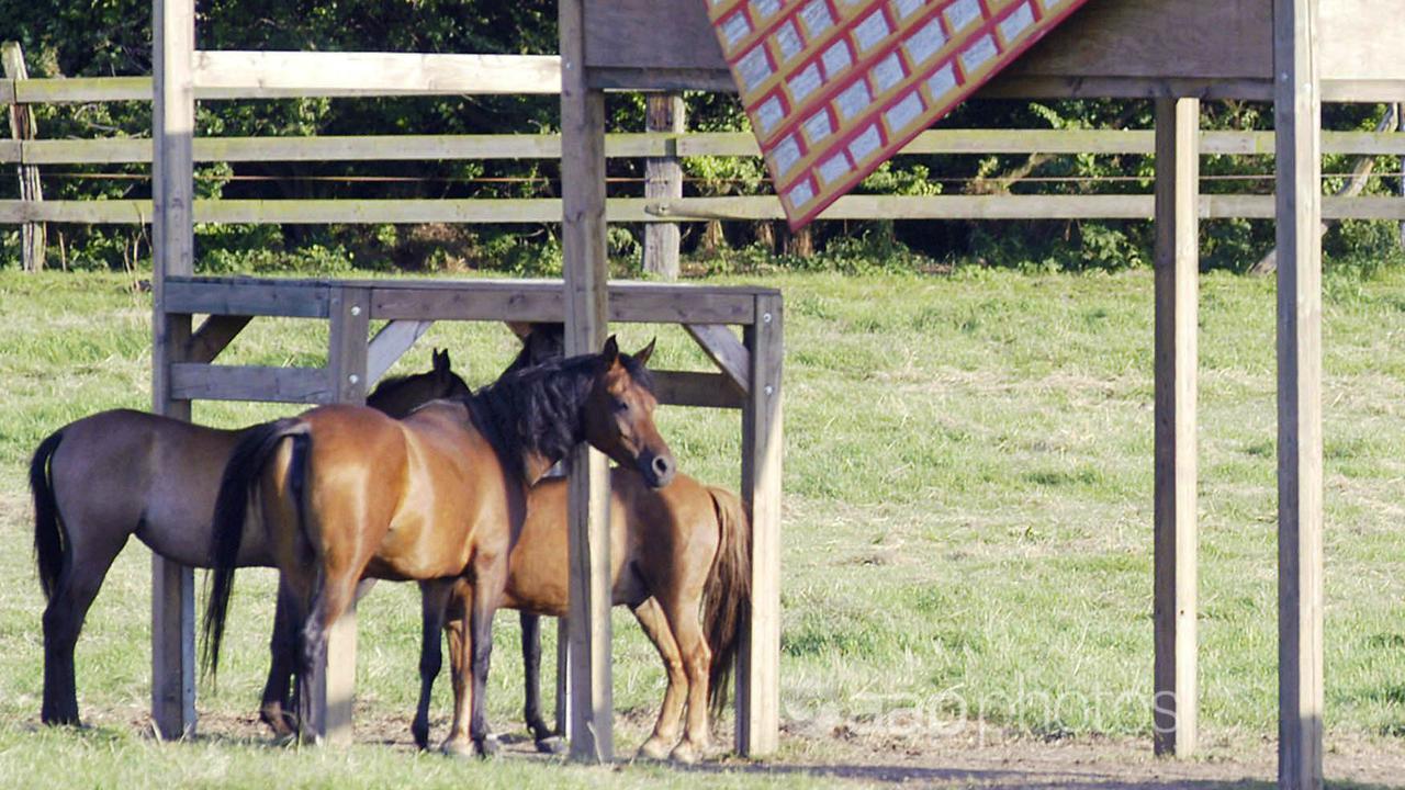 Horses stand in the shadows of a gigantic table and chair (file image)