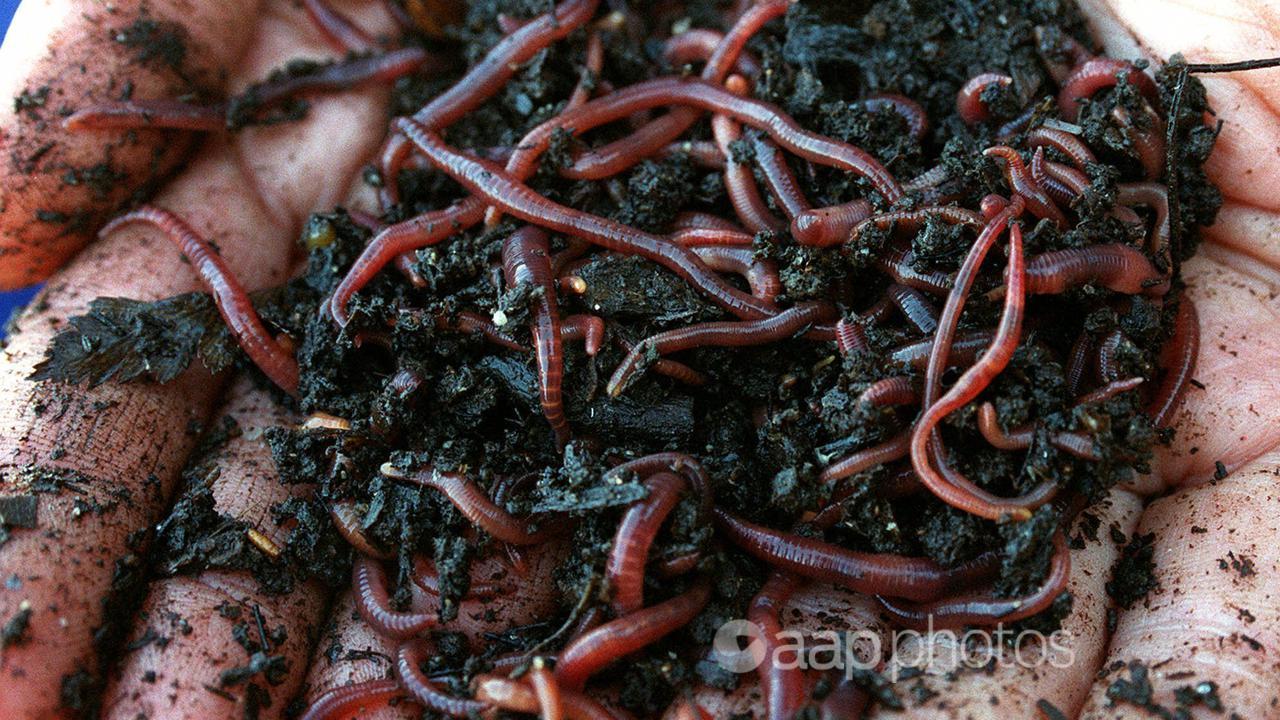 A person holds a handful of earthworms (file image)