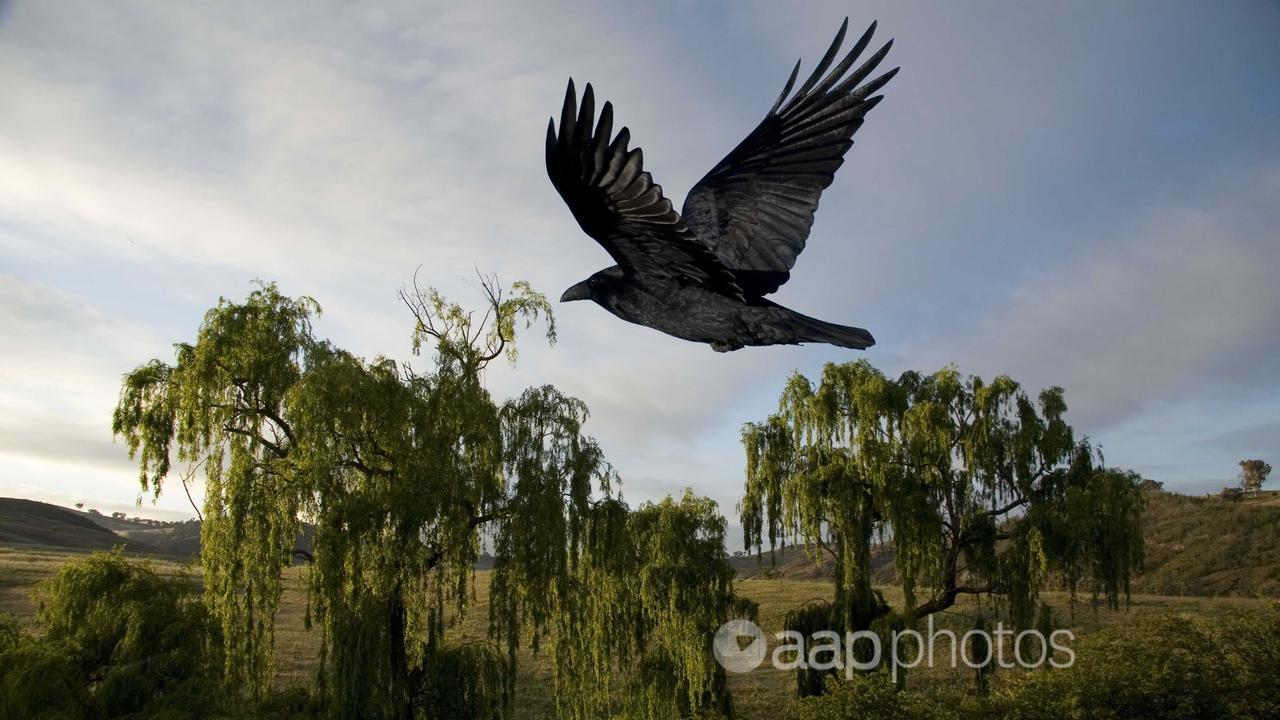 A crow flying above the Molonglo River on the border of ACT and NSW