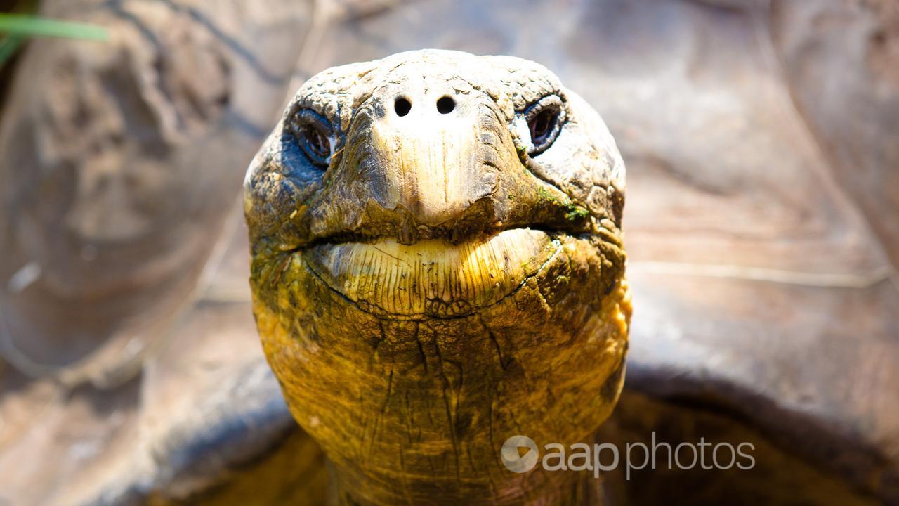 A Galapagos tortoise at the Australian Reptile Park (file image)