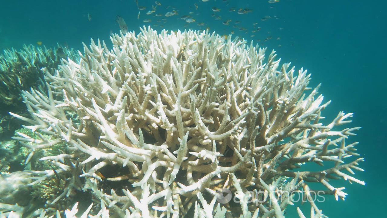 Rising water temperatures are causing an increase in coral bleaching