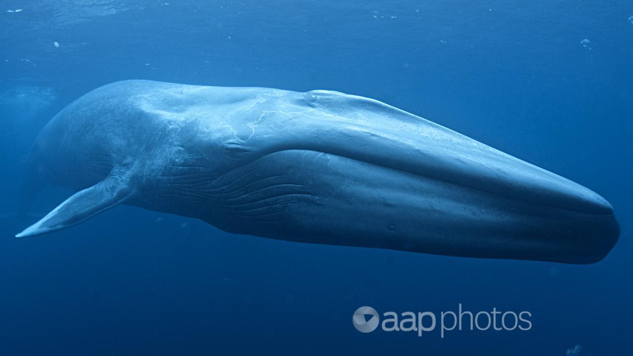 A blue whale (file image)