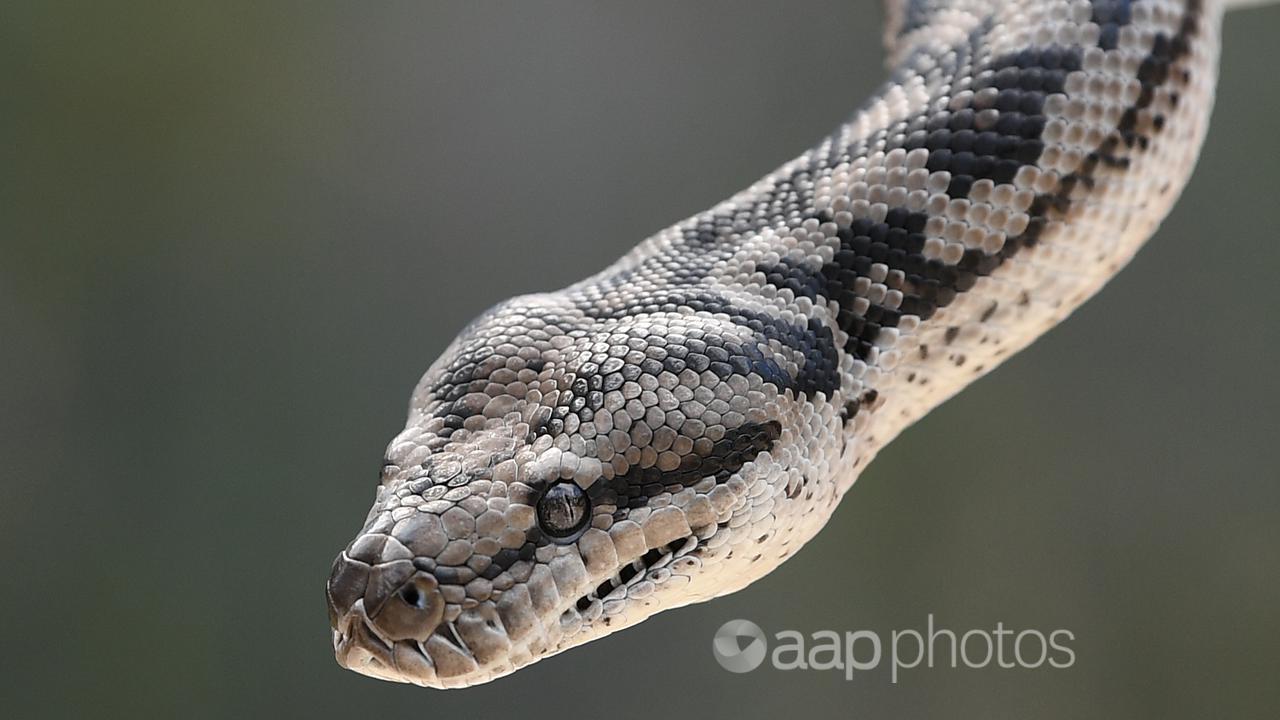 Snake Eats Sheep