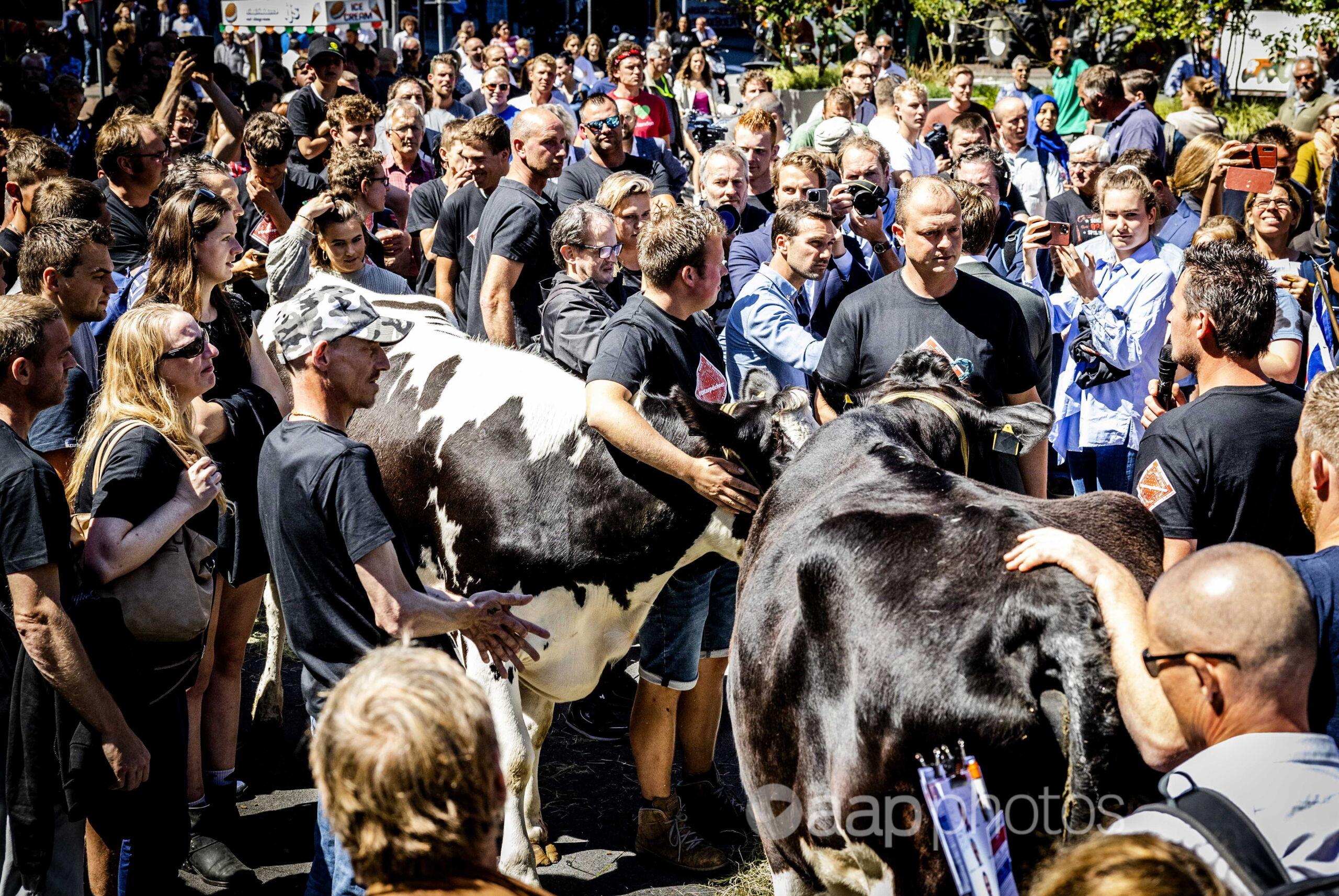 Dutch farmers with cows outsie parliament (file image)