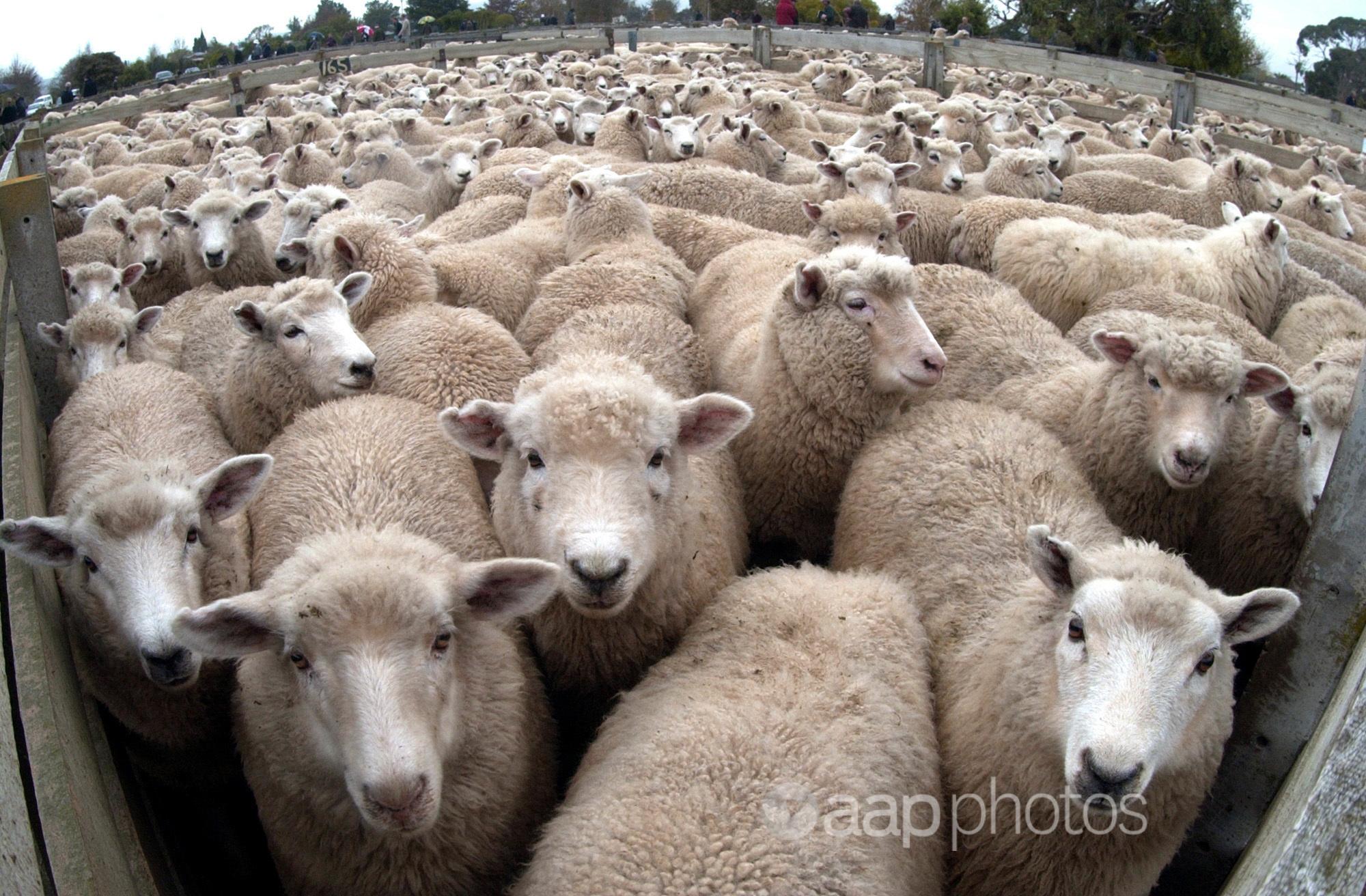 Sheep in yards in New Zealand