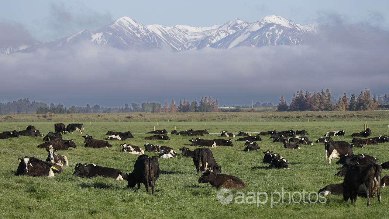 Dairy cows graze on a farm near Oxford, New Zealand.