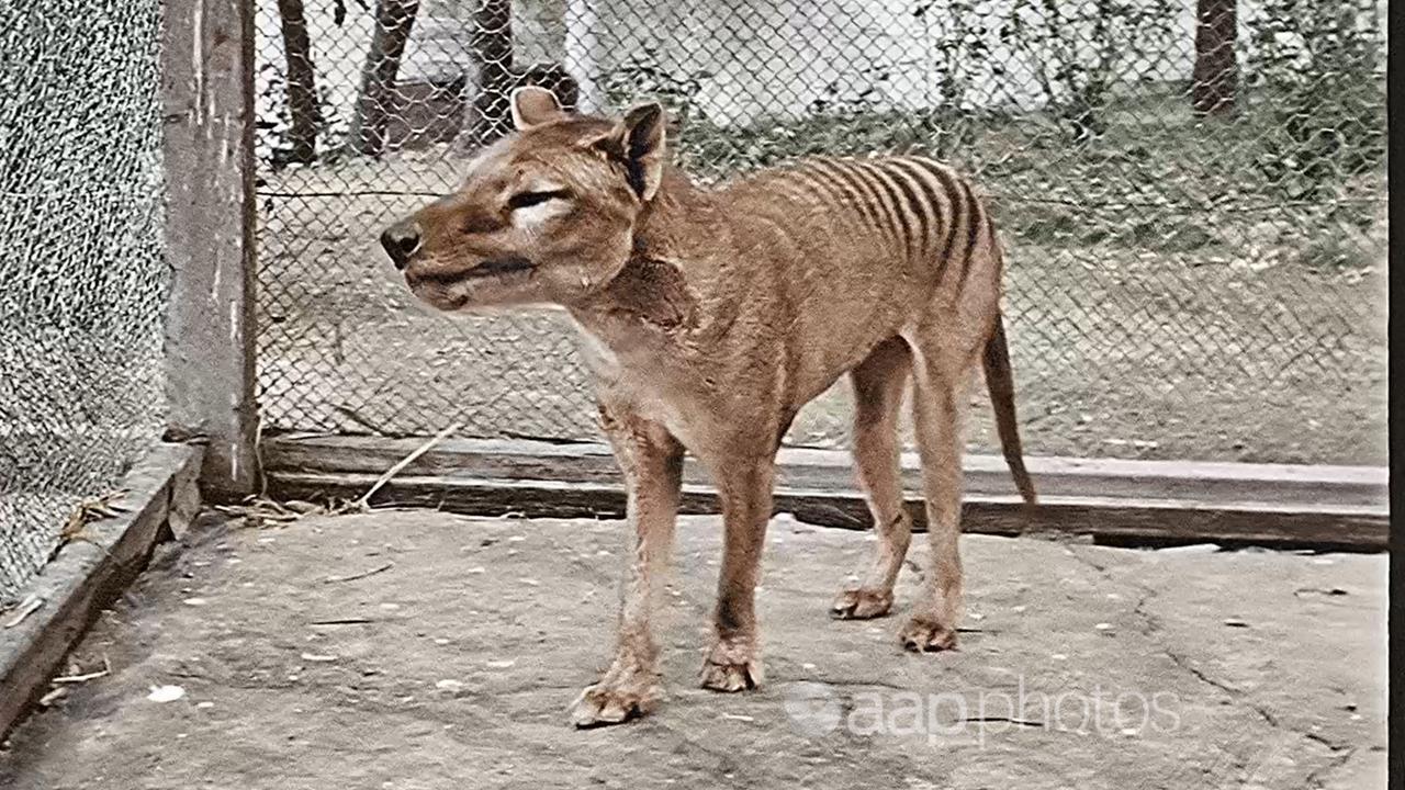 The last-known surviving Tasmanian tiger in 1933 (file image)