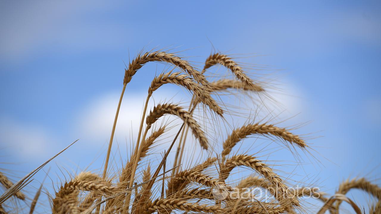 Ukraine is one of the world's major grain producers