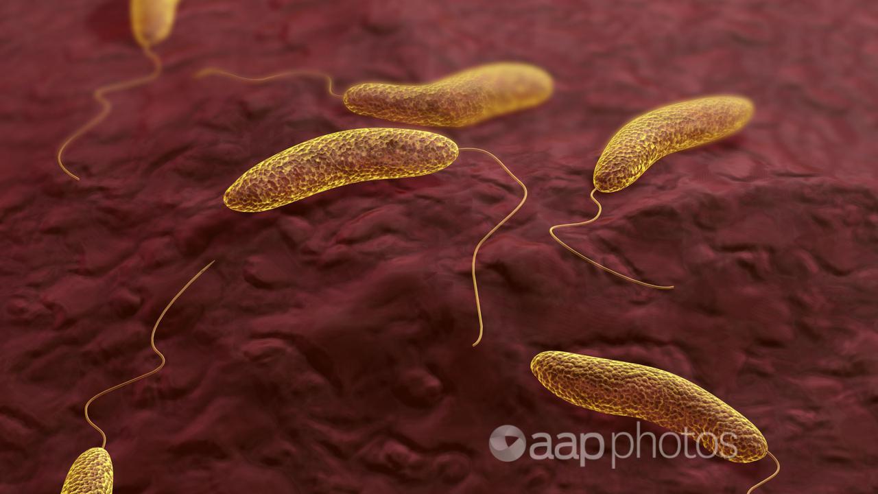 Vibrio cholerea bacteria, which causes cholera (file image)