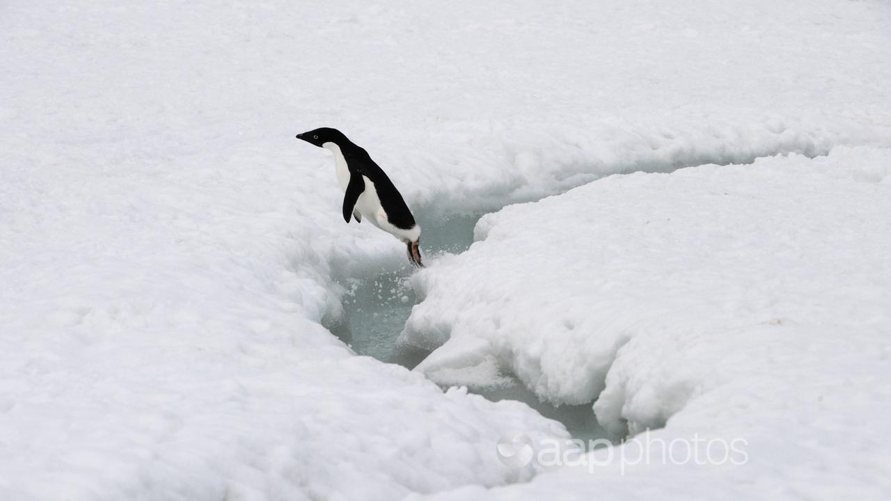 An Adelie penguin jumps over an ice melt  in Antarctica