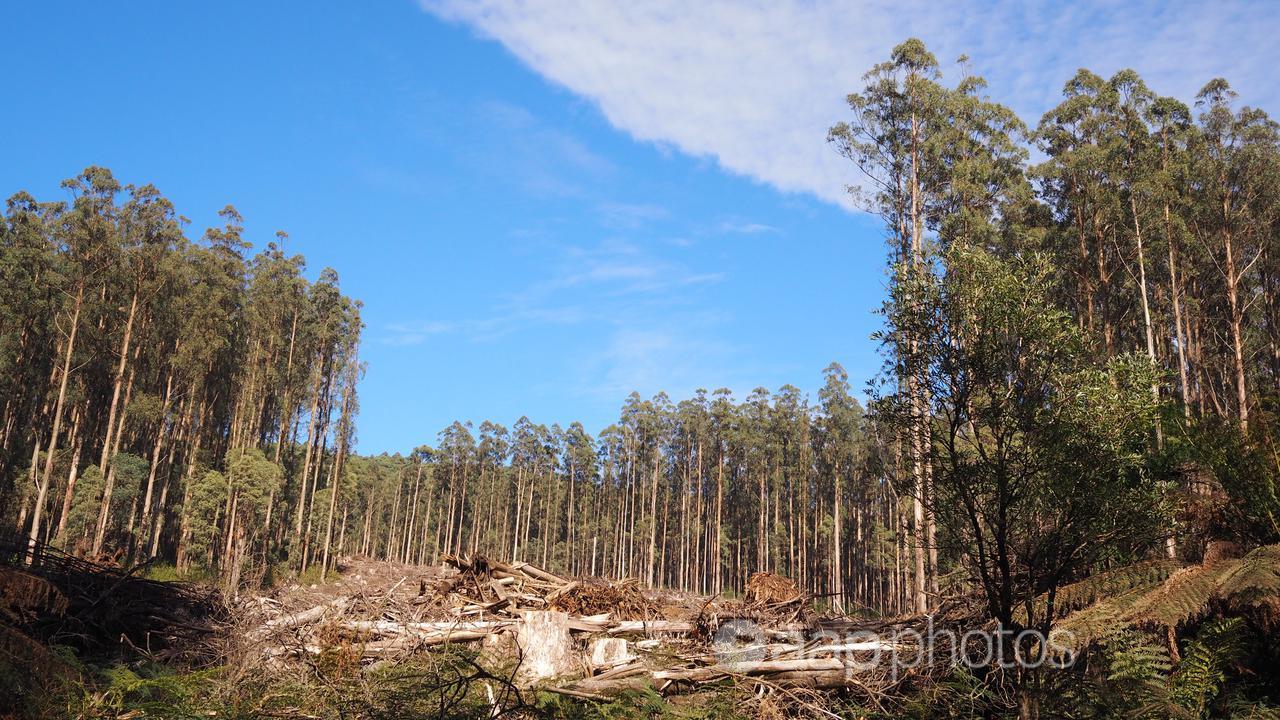 Cut trees in the forest of Mountain Ash, Victoria