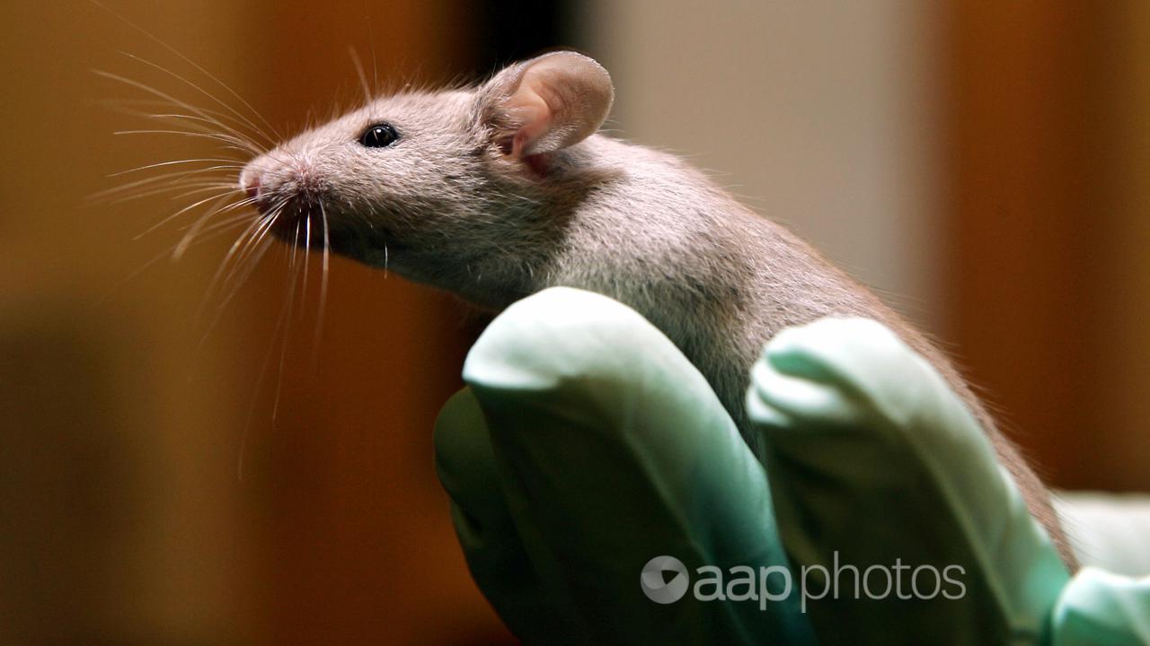 A technician holds a laboratory mouse.