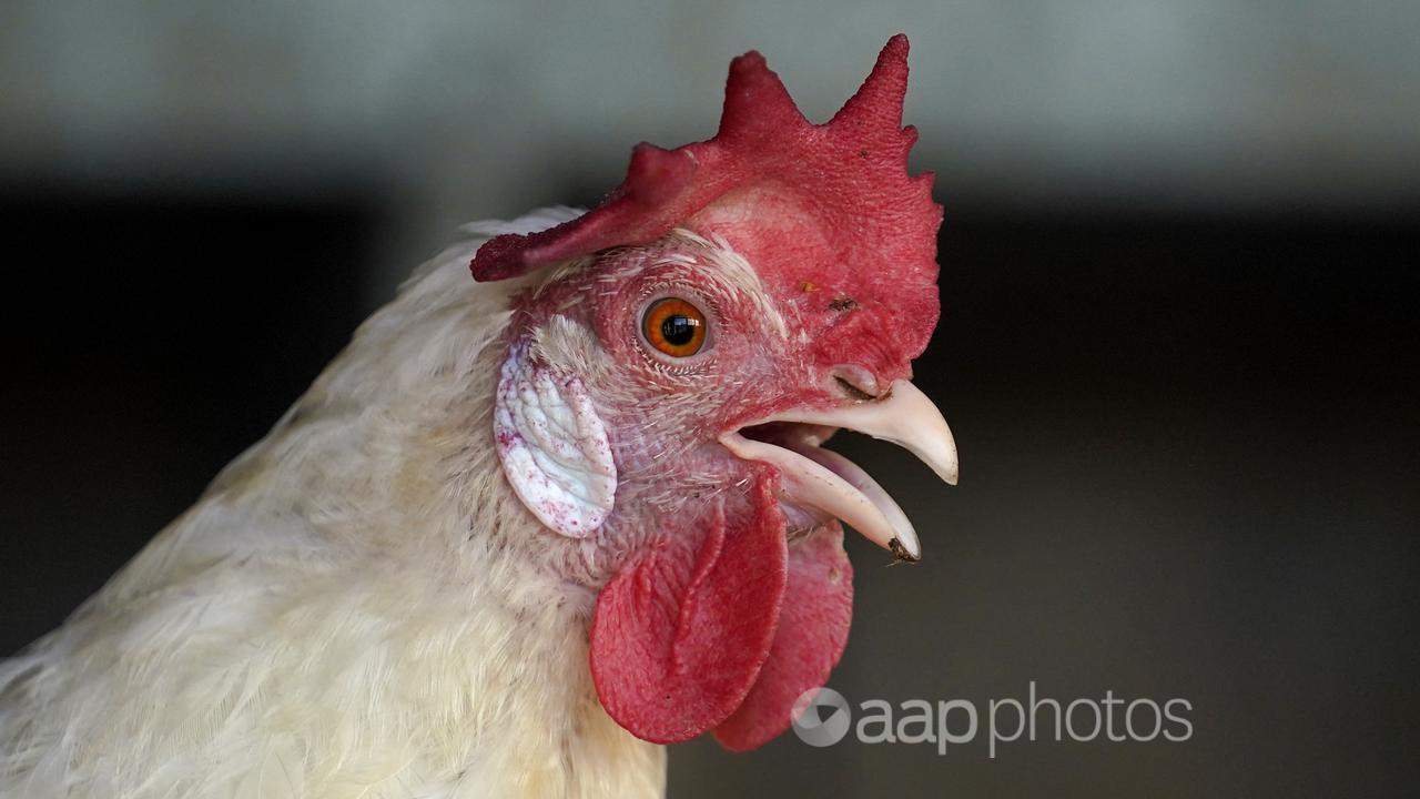 A rooster (file image)