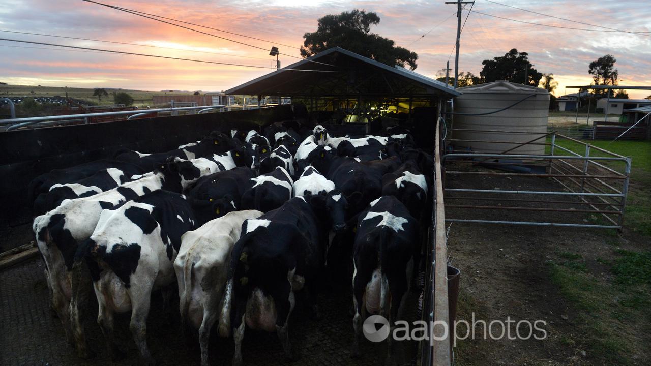 Cows are herded for milking at a dairy farm in Queensland.