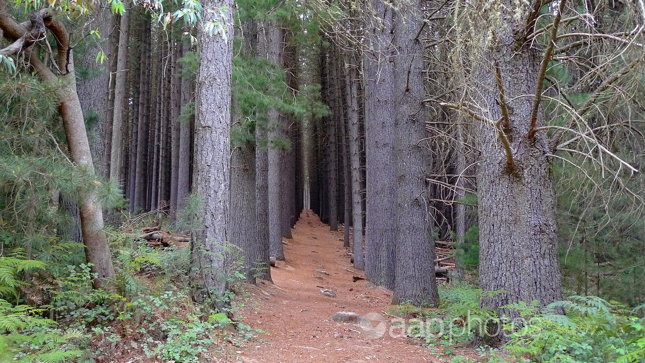 Sugar Pine Walk in the Bago State Forest in NSW