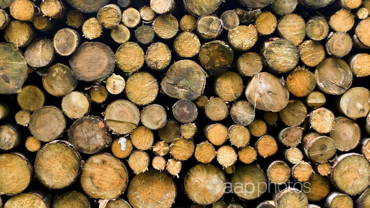 Cut timber logs