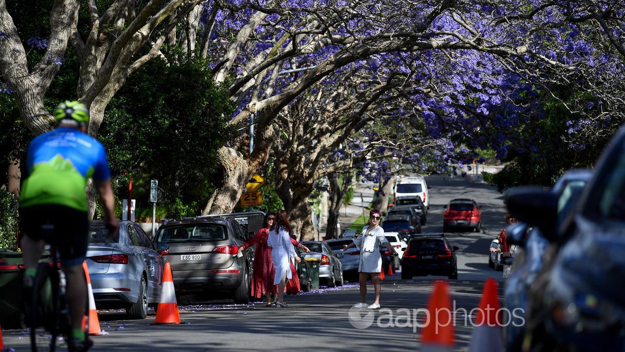 Jacaranda trees cover a busy street on Sydney's North Shore.