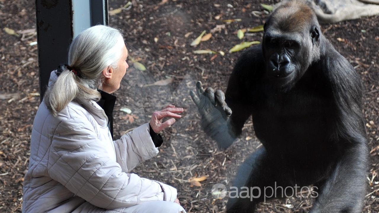 Dr Goodall interacts with a gorilla at Melbourne Zoo