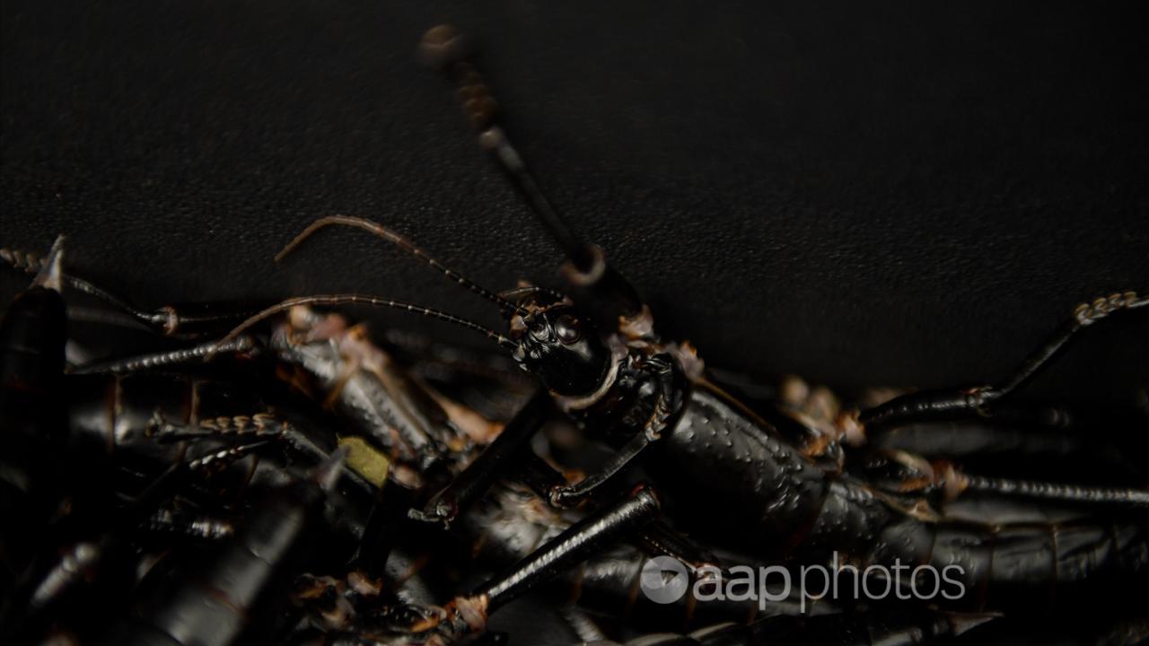 Stick insects