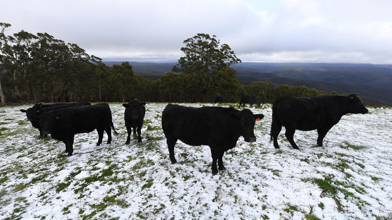 Cows in the snow near Greendale, Victoria (file image)