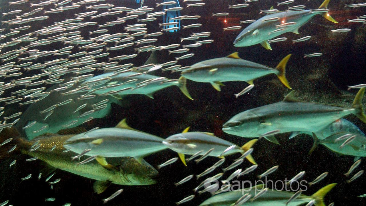 Deep sea fish swim