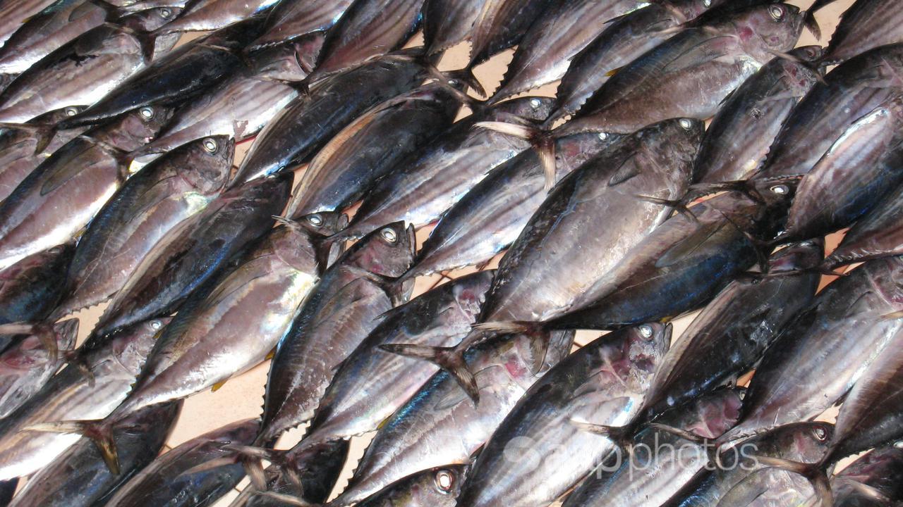 Fish on display at a market