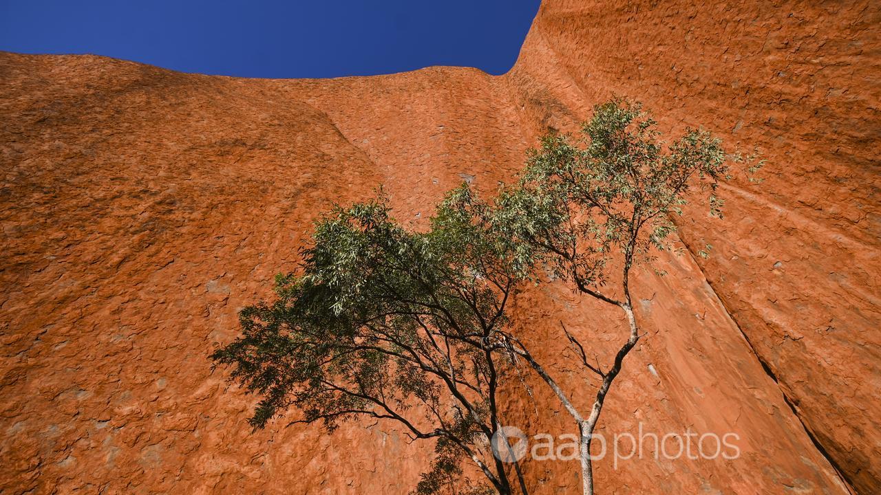 A tree beside Uluru (file image)