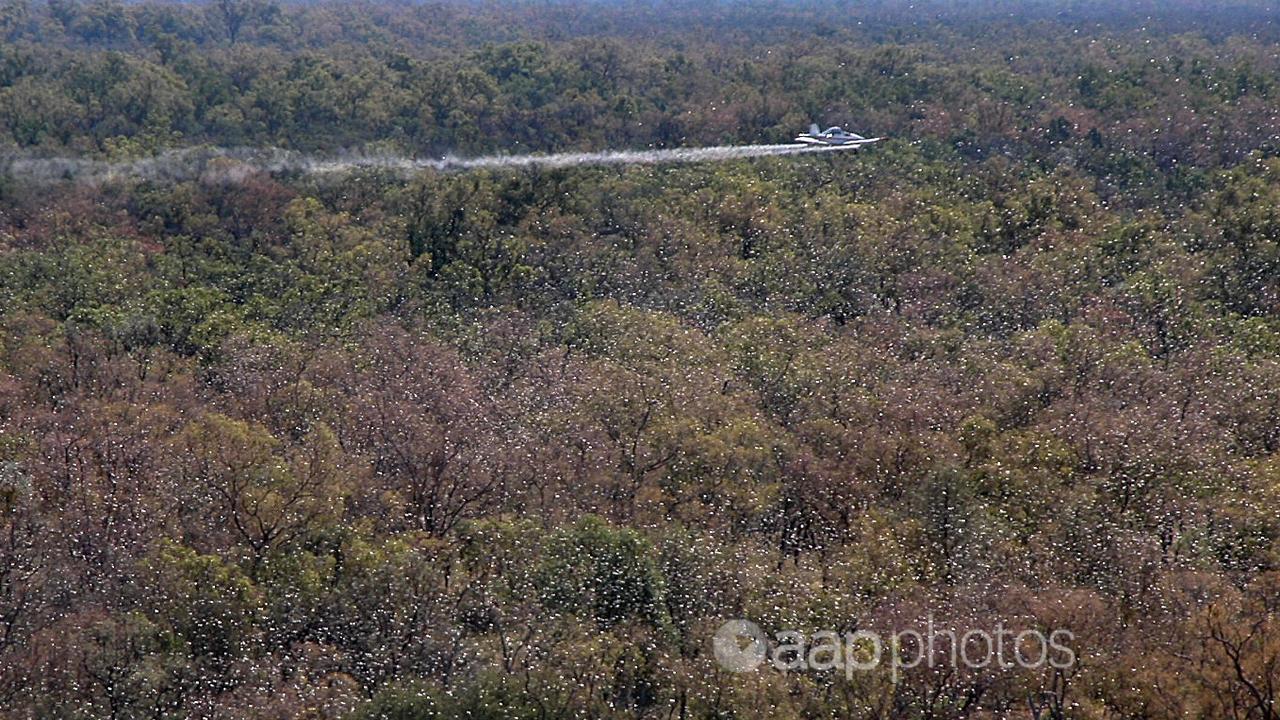 Aplane spraying a locust swarm in Queensland (file image)