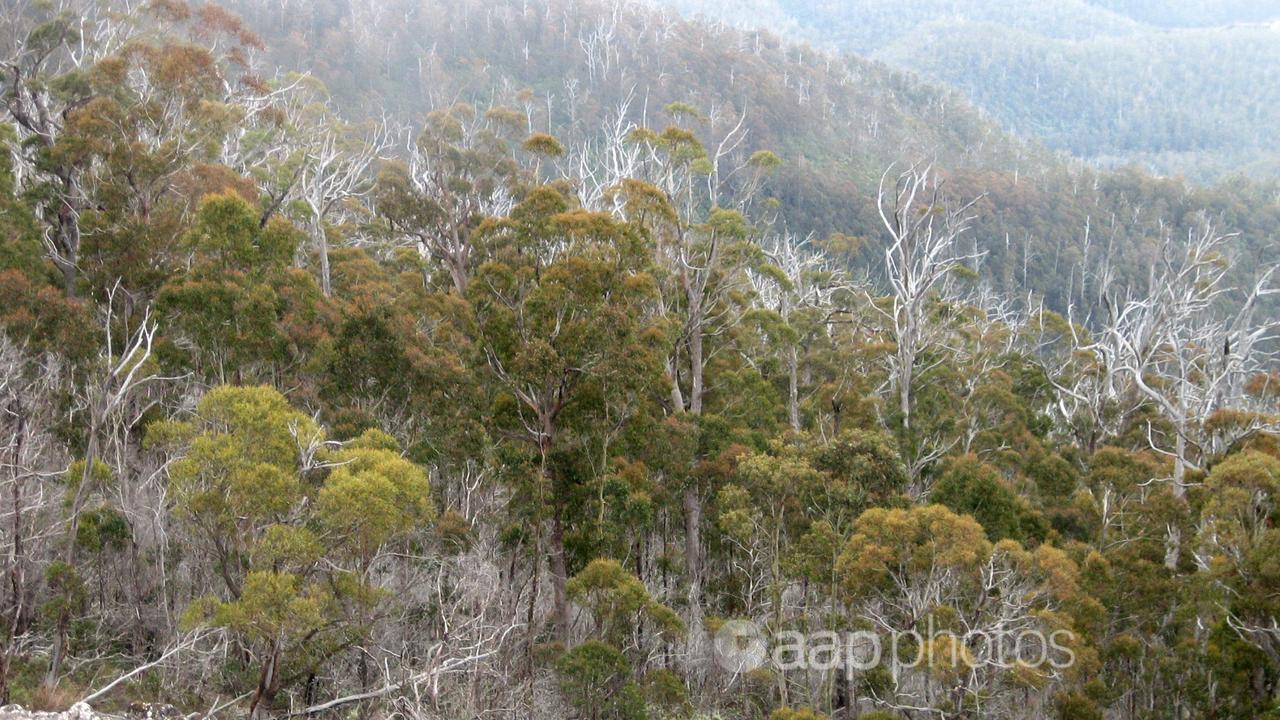 A bushwalking trail near Mt Wellington, Tasmania