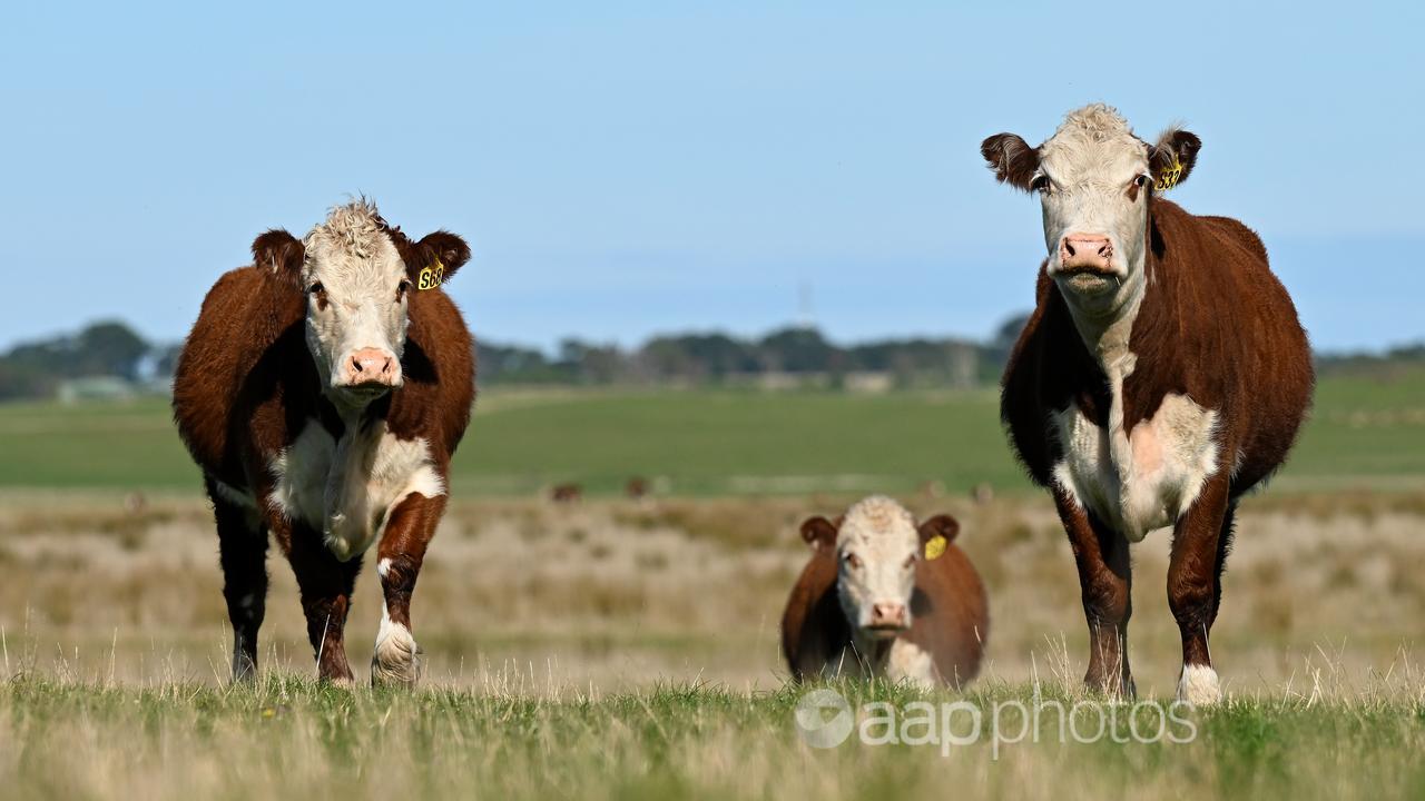 Beef producers hope for China breakthrough