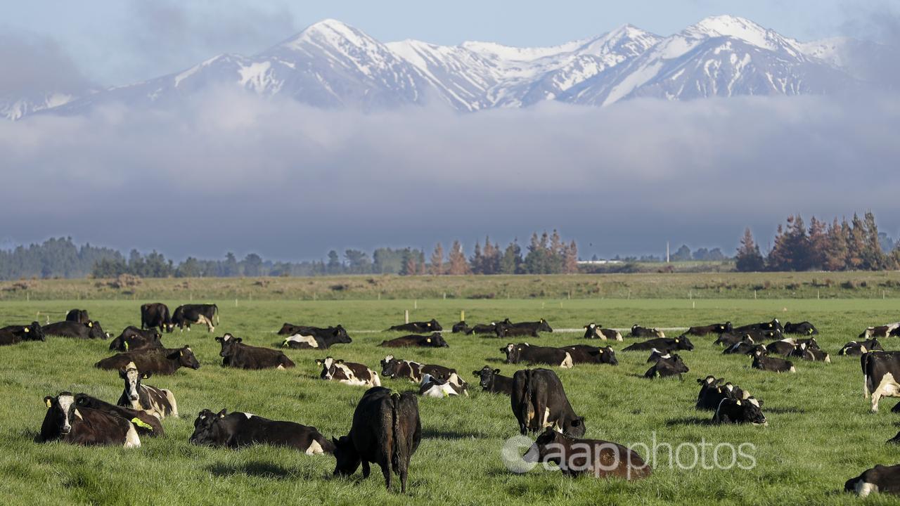 Cows in NZ