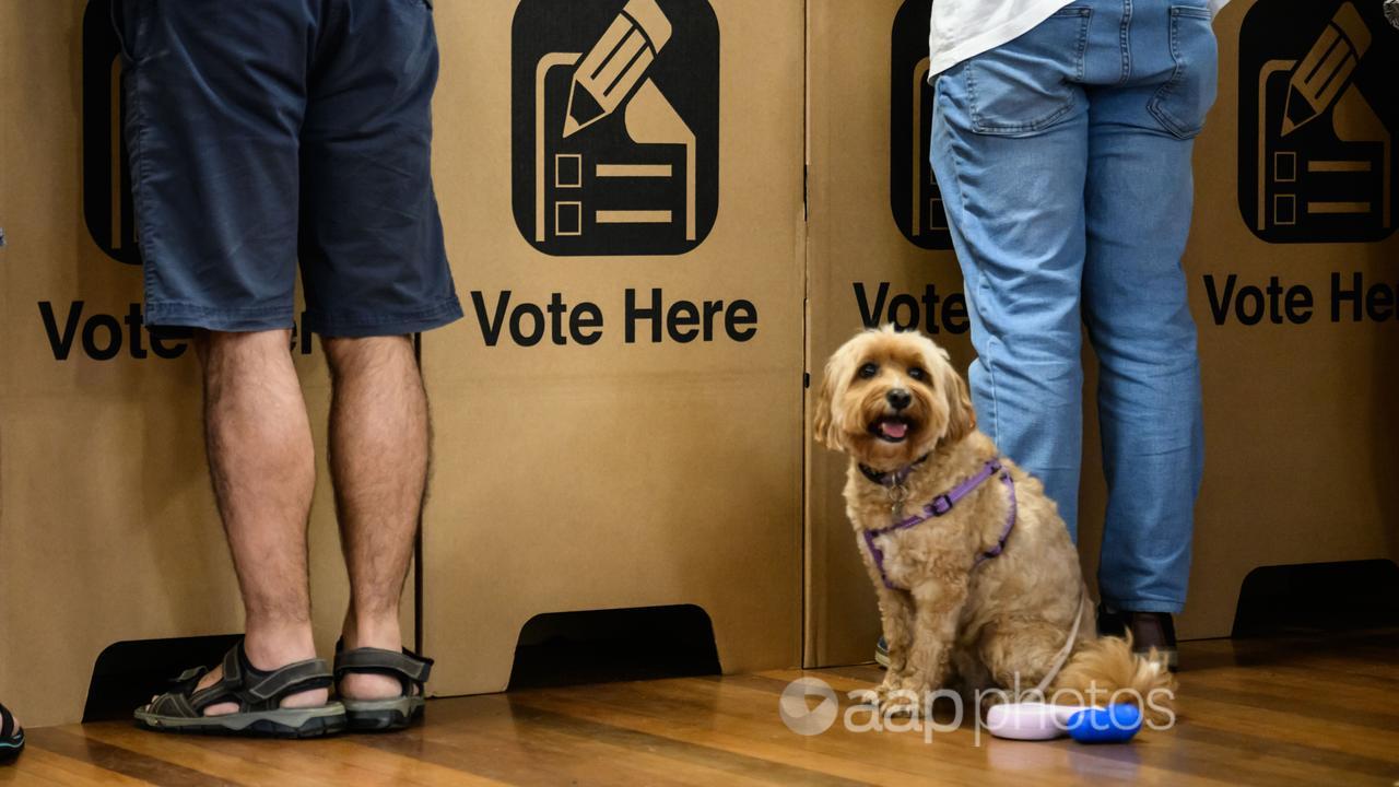 Voting dog