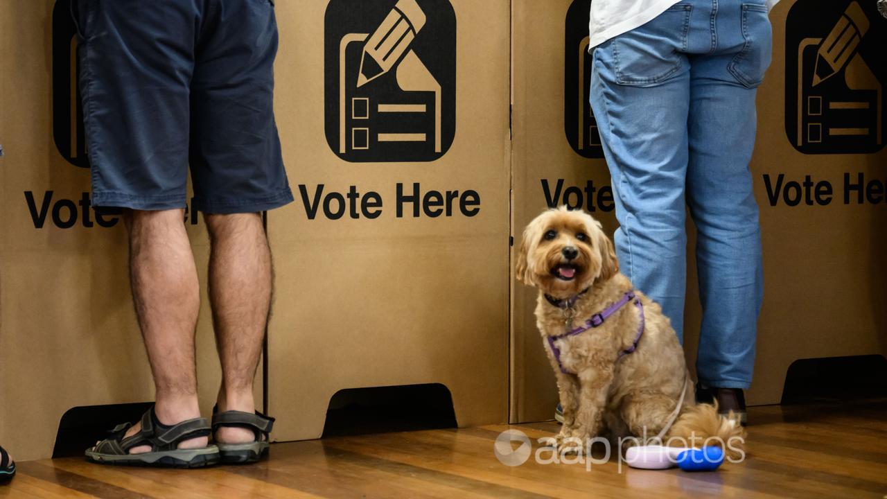 Dog Voting ‘Open the oyster’ claim confused on many levels – Australian Associated ...