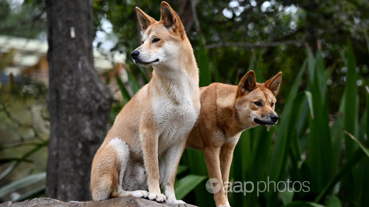 A pair of dingoes at Taronga Zoo in Sydney (file image)