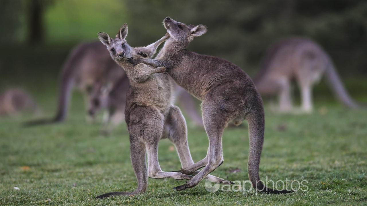 Two kangaroos fighting (file image)