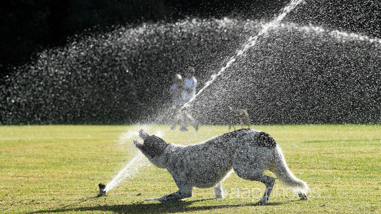 A dog plays in a sprinkler at Queens Park in Sydney (file image)
