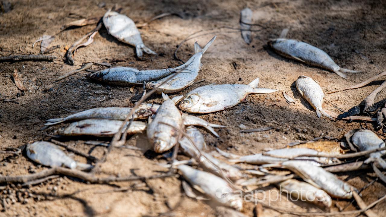 Dead fish on a riverbank (file image)