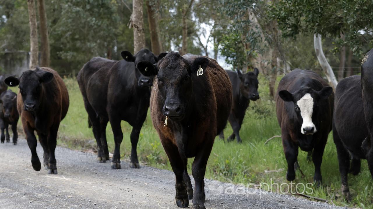 Cattle Cesar Melhem's farm